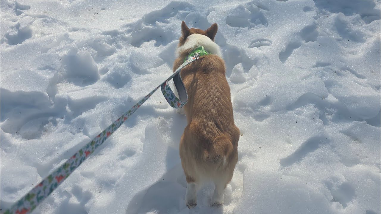 corgi walk in a pa blizzard