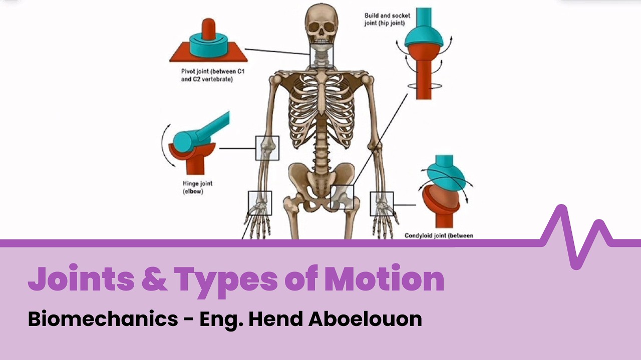 Lecture 2,3 - Joints & Types of Motion - Biomechanics - Eng. Hend Aboelouon