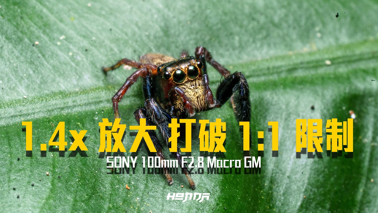 突破 1:1 的微觀界線！Sony 100mm F2.8 GM 職人實戰解析 從生態微距到商業深度合成 [#HongdaTW產品分享]