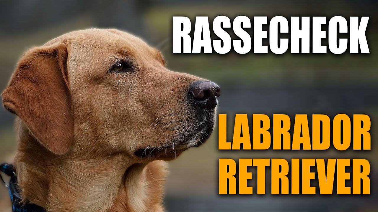 Labrador Retriever - Rasseportrait, Rassebeschreibung - Stadtfelle Rassecheck