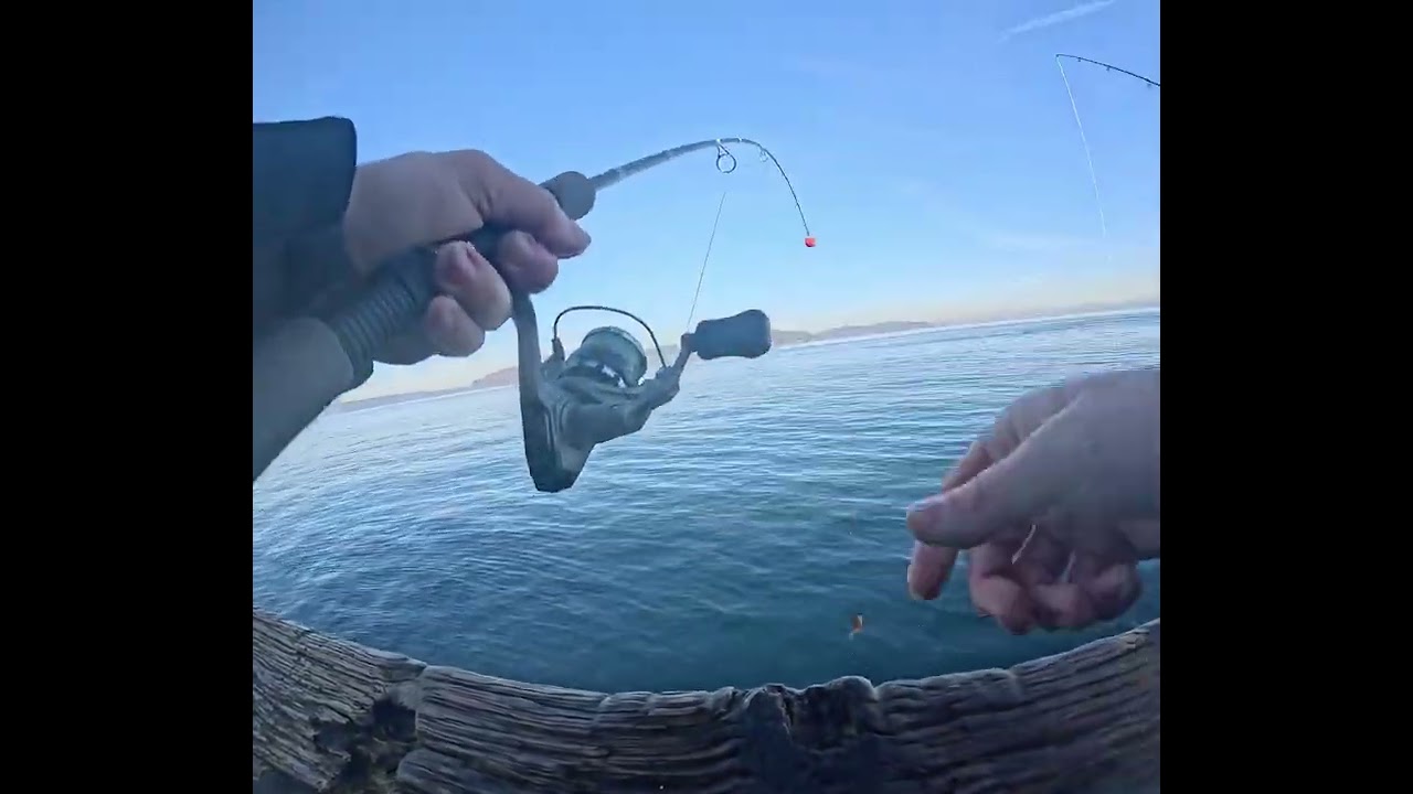 Perch fishing the Puget Sound