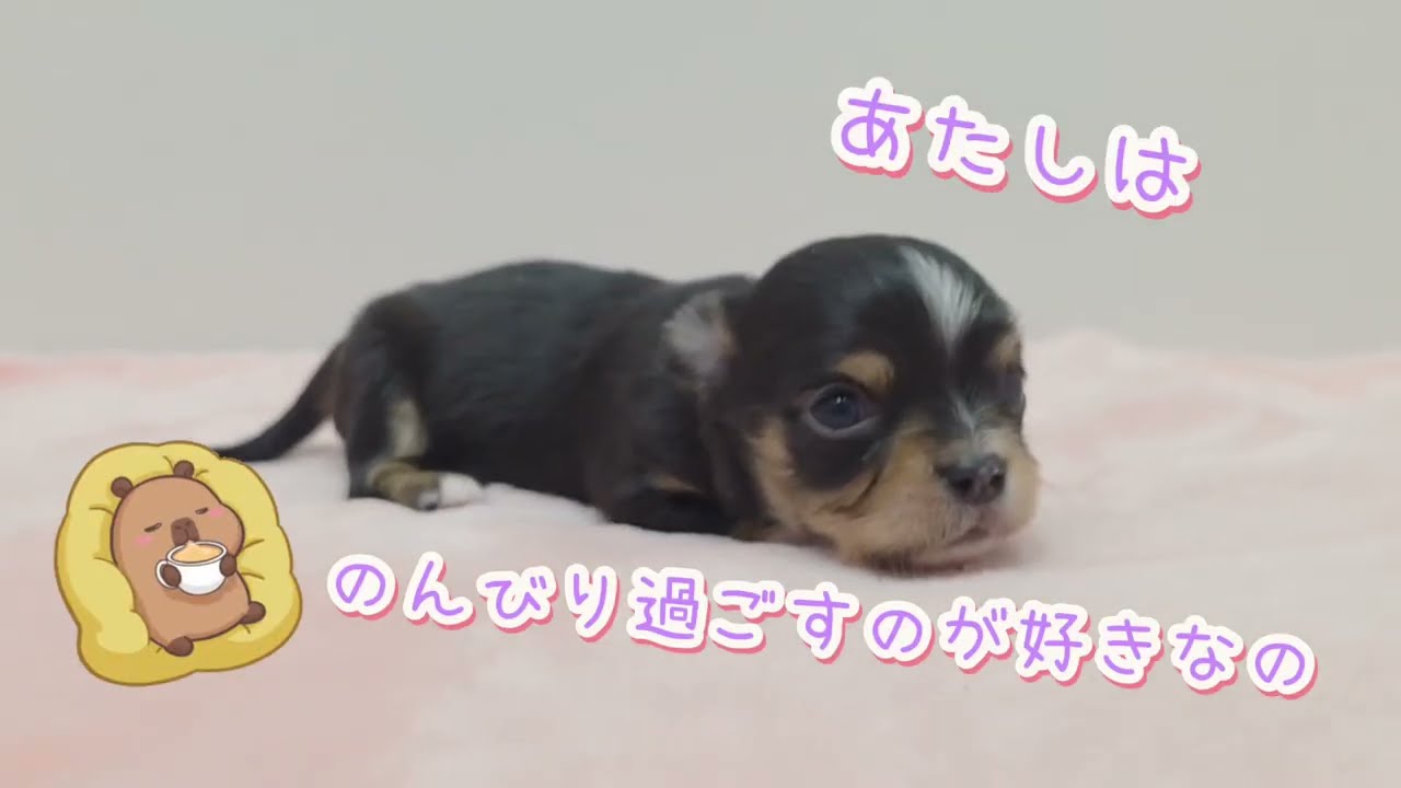 12/20生 チワワ仔犬【長女①】