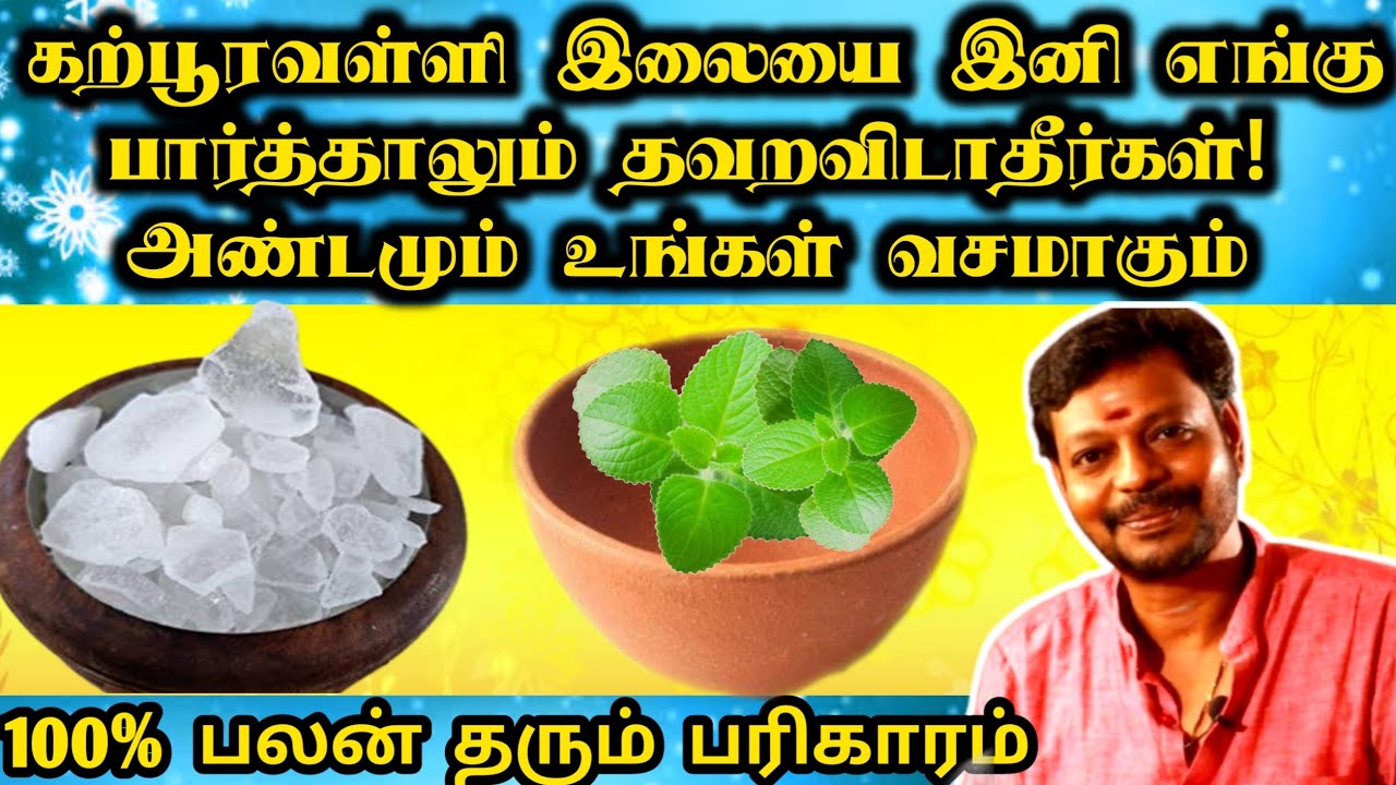 கற்பூரவள்ளி இலையை எங்கு பார்த்தாலும் தவறவிடாதீர்கள்! அண்டமும் உங்கள் வசமாகும் | Mayan Senthil latest
