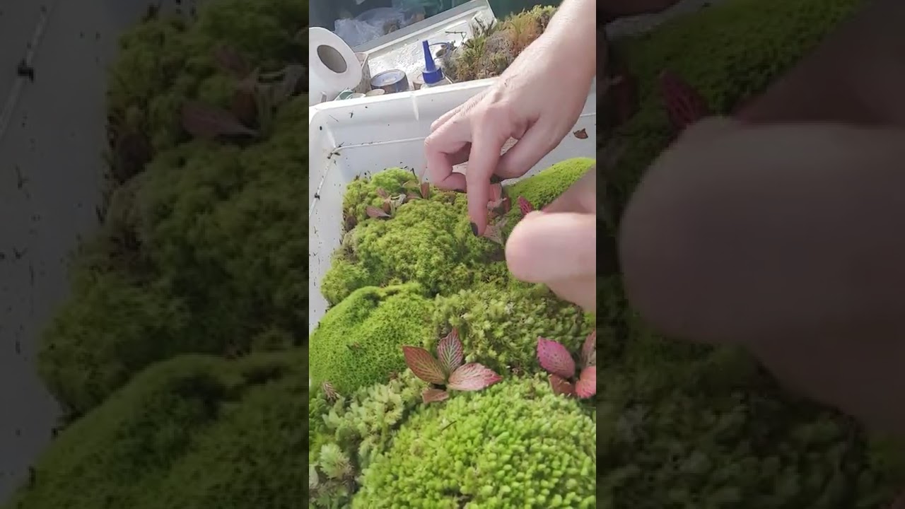 Dia de cuidar dos Musgos e fazer Mudas para Terrários #diy ☘️