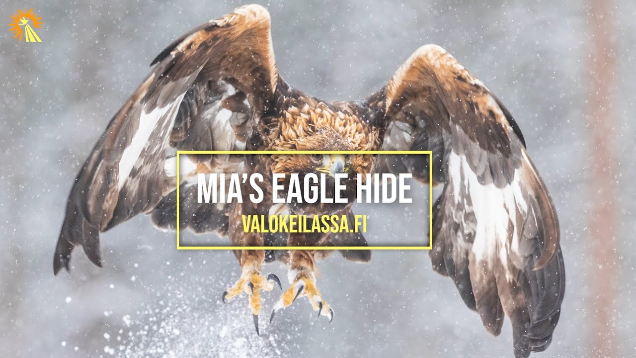 Mia's Eagle Hide and how to use it