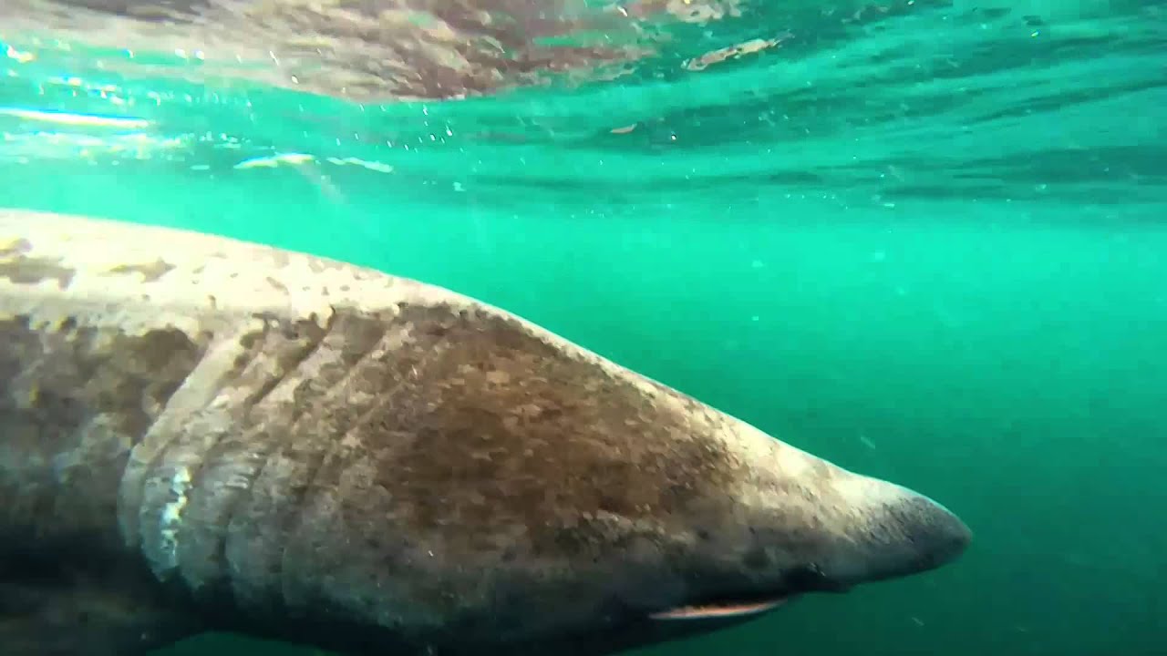 Basking Shark - Gunna Sound, Scotland