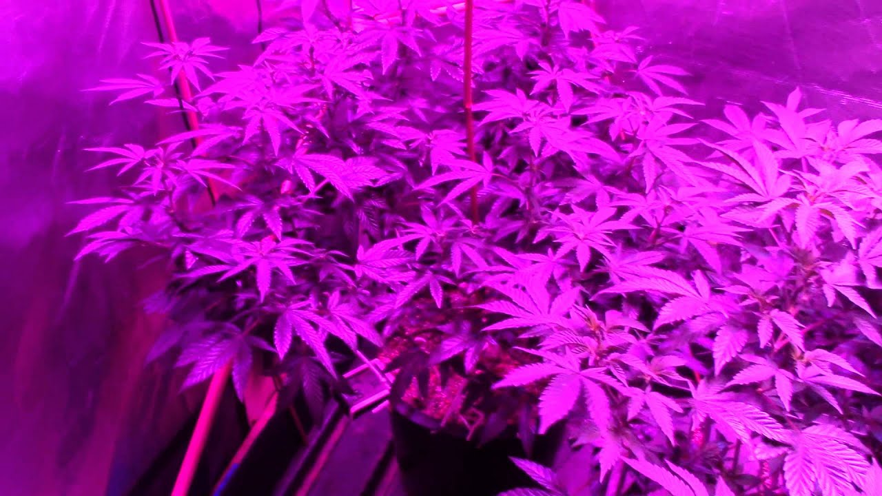 4X4 GROW TENT SHOW DOWN CALIFORNIA LIGHTWORKS 440 VS. KIND L6