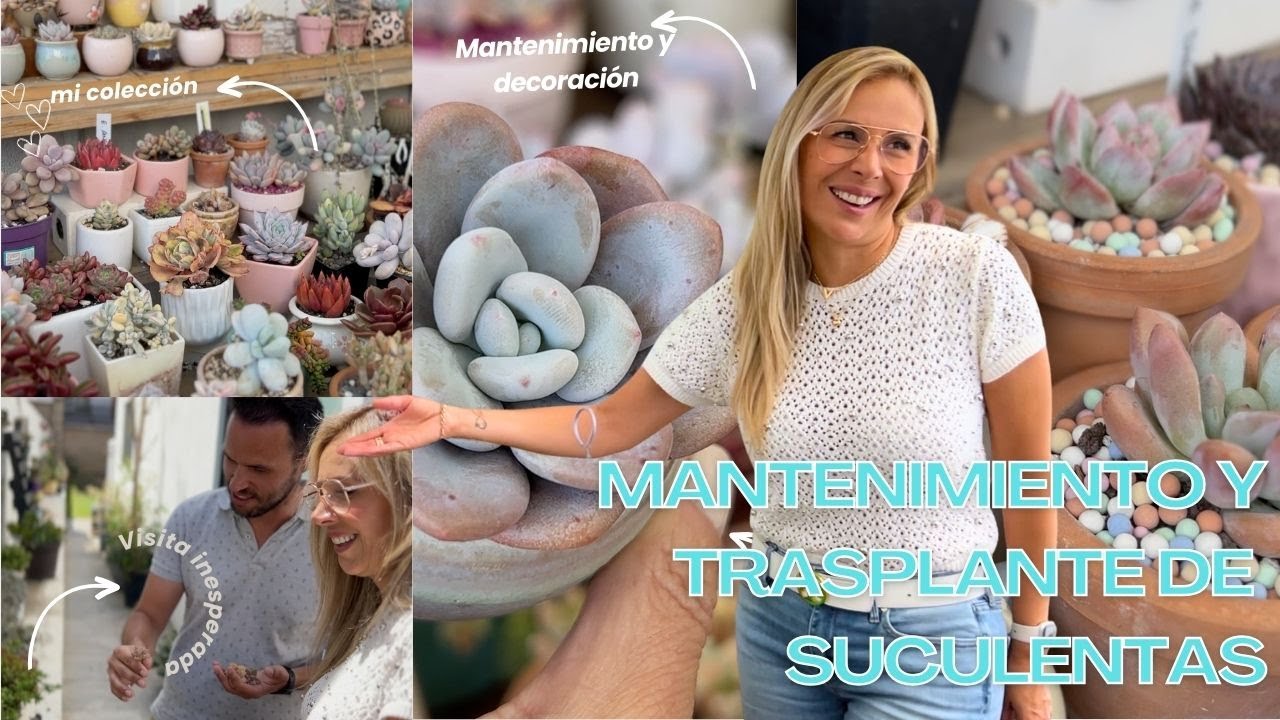 Visita inesperada, trasplante y mantenimiento, cuidados suculentas