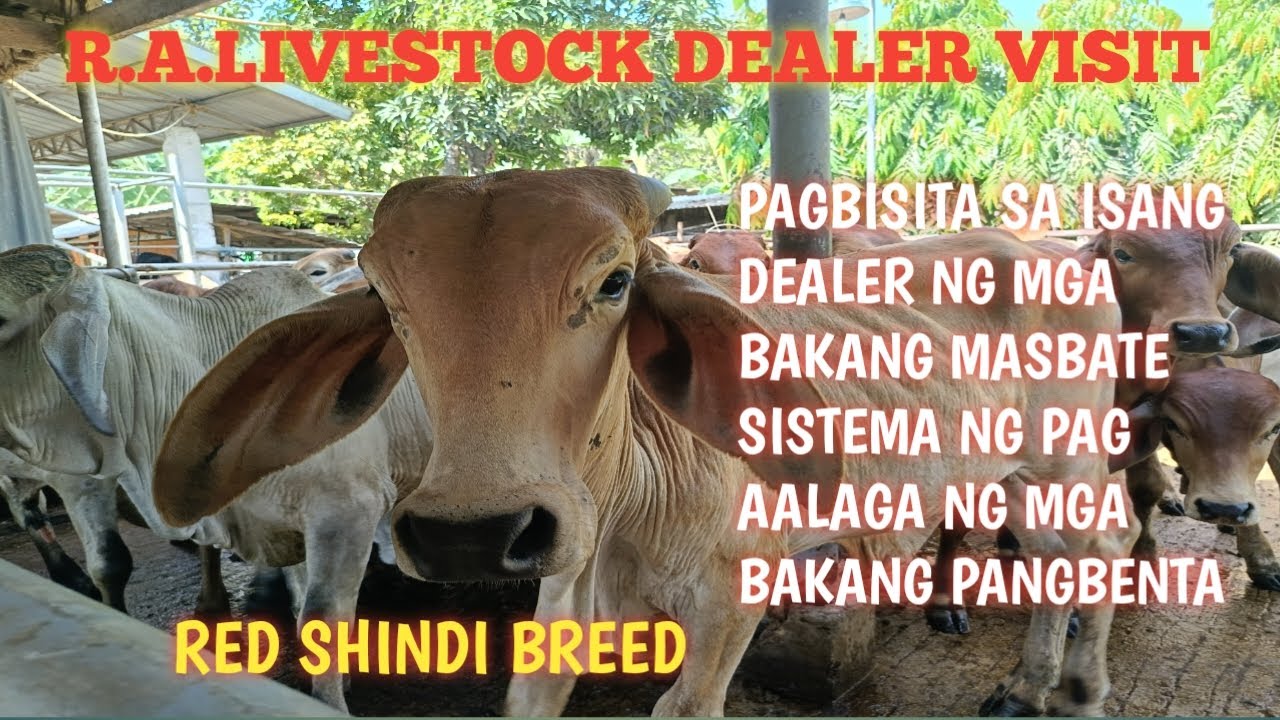 Mga Malalahing Bakang Masbate cattle Livestock visit!!