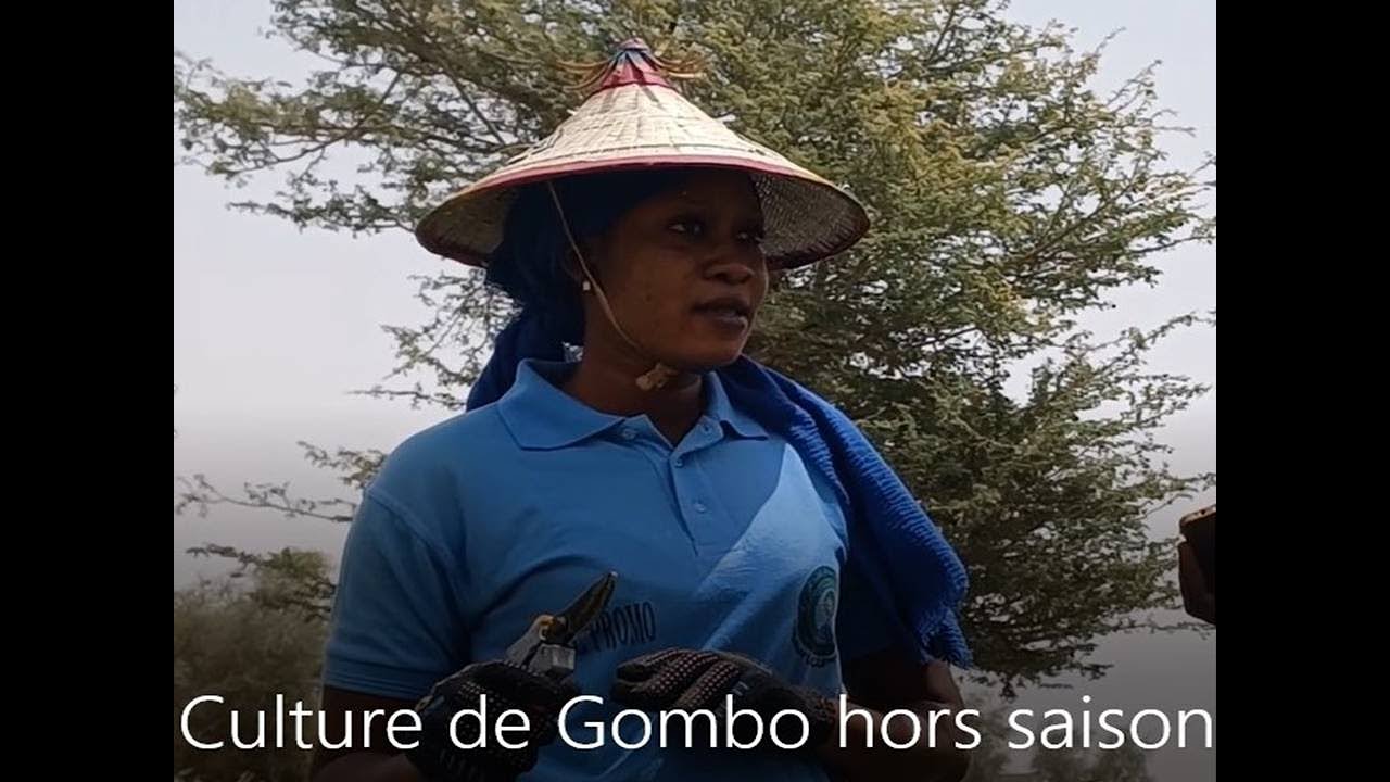 Culture de Gombo hors saison au cœur de Bambey