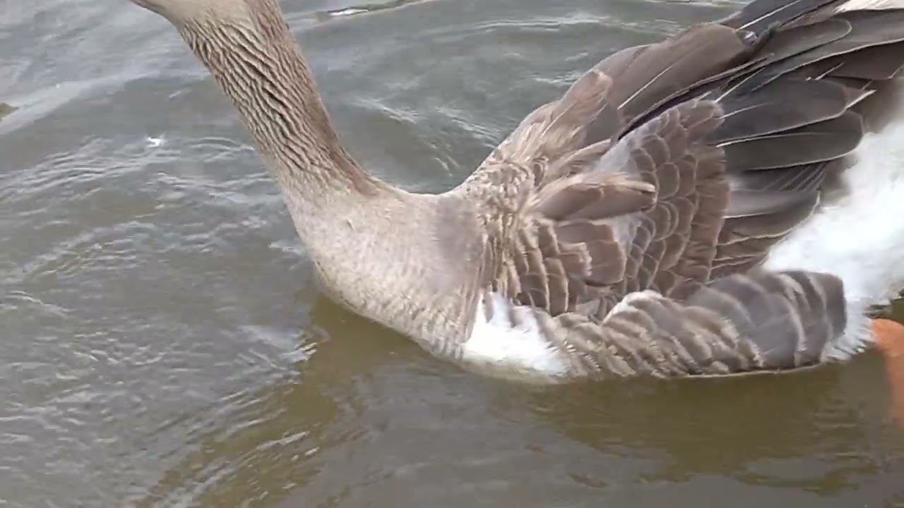 SANO250MTV: ВОДЯНОЙ НАГРЕВАТЕЛЬ
