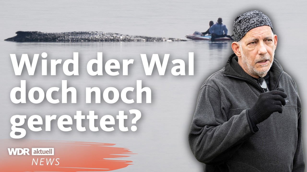 Ostsee: Neue private Rettungsaktion f&uuml;r den gestrandeten Wal gestartet | WDR Aktuelle Stunde