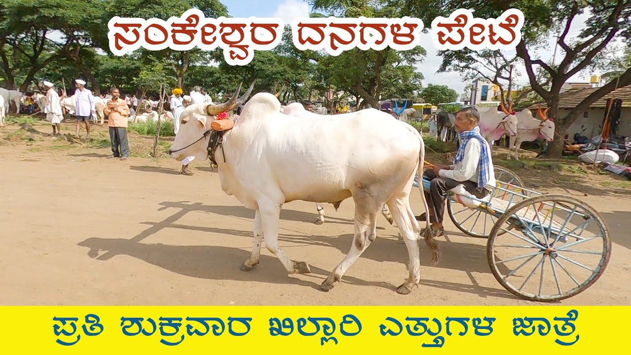 Khillari bulls bazaar at Sankeshwar