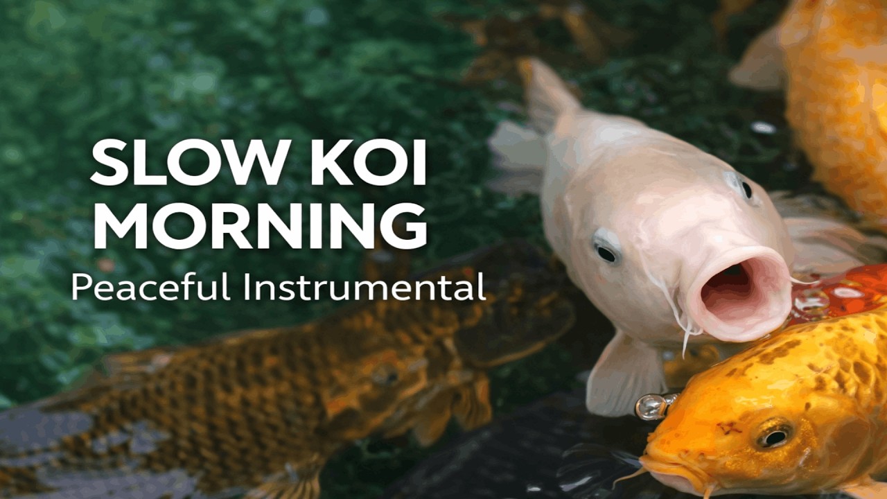 Slow Koi Morning – Peaceful Bolero Instrumental for Relaxing & Focus