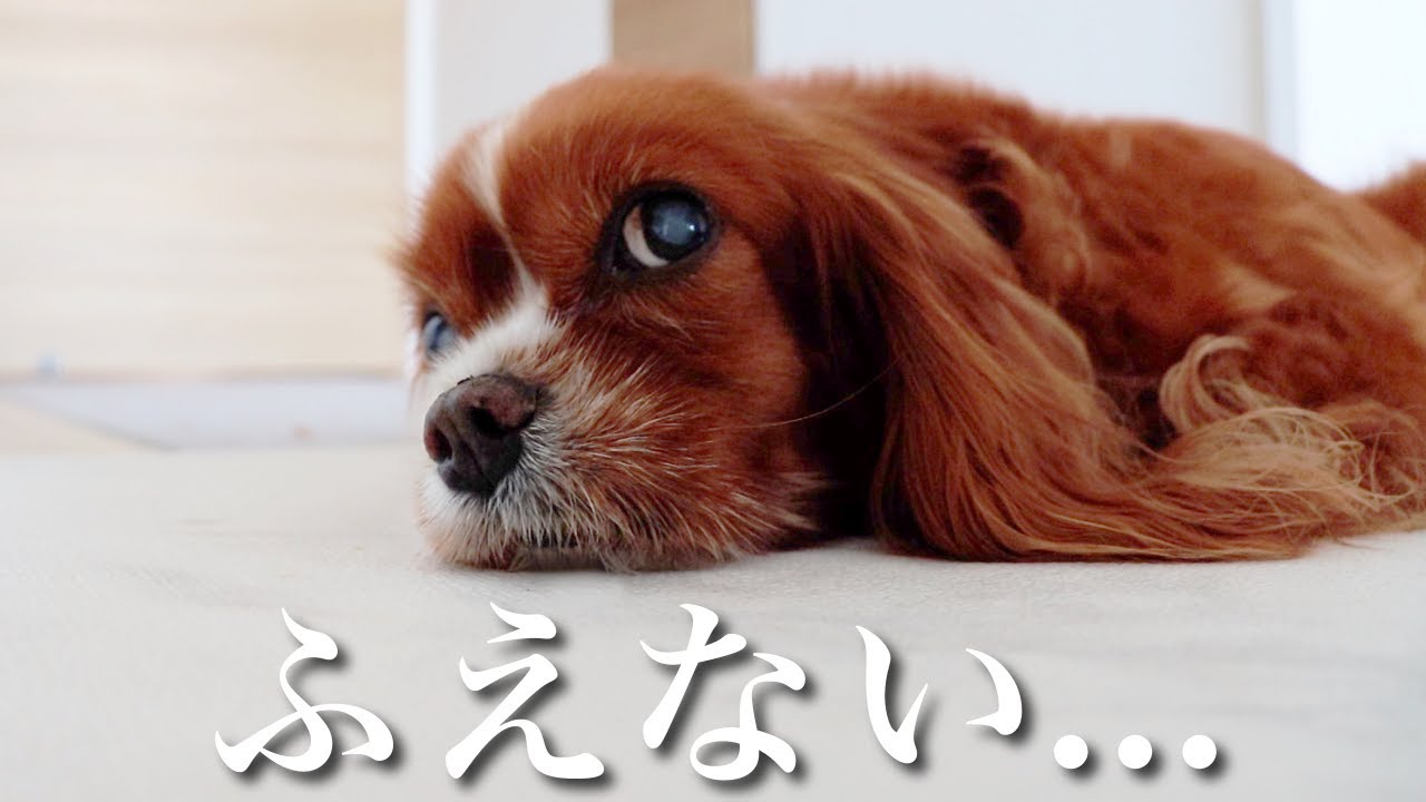 副作用が危険なステロイド治療を愛犬が2ヶ月続けた結果