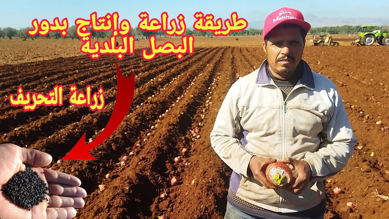 كيفية زراعة وإنتاج بدور البصل بطريقة مبسطة والحصول على إنتاج وفير بأقل التكاليف