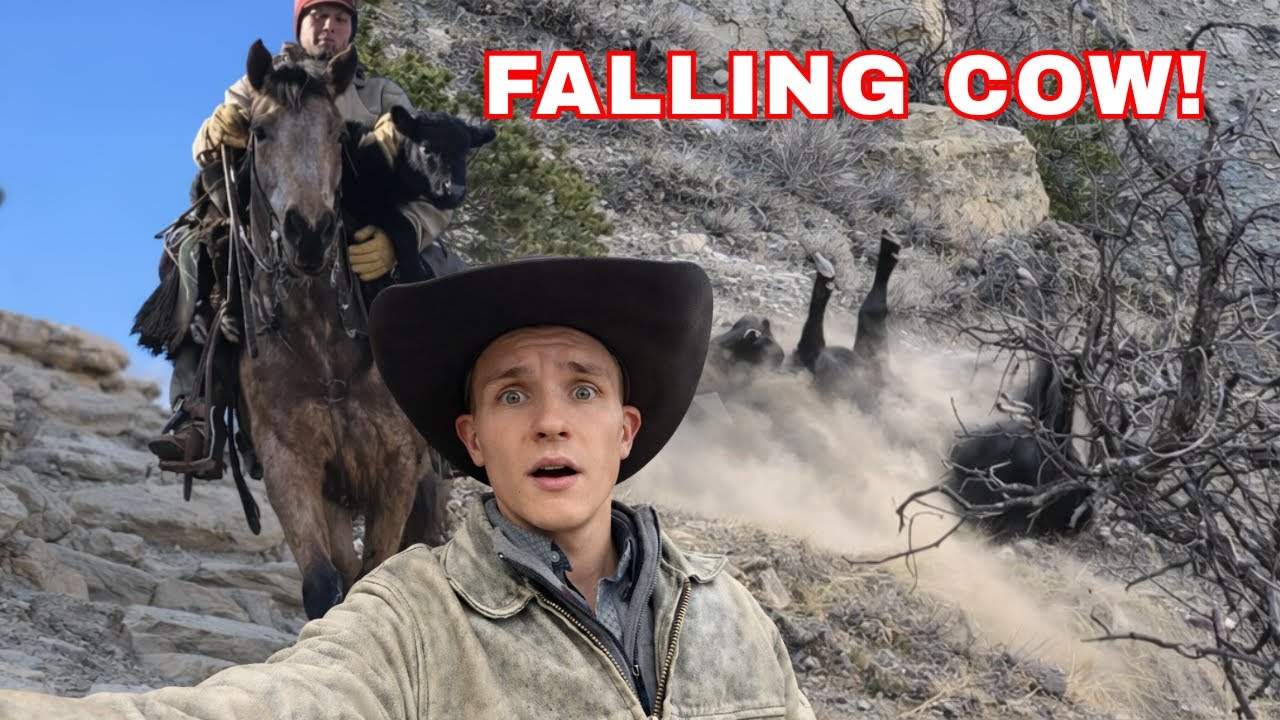 Cattle Drive Gone Wrong! (Cow Falls Off Cliff)
