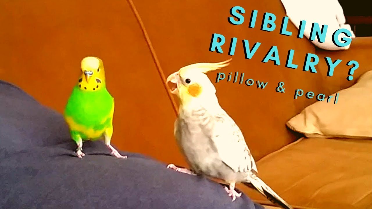 Trouble in Paradise? | Budgie & Cockatiel Squabbles and Feeding Each Other Seeds
