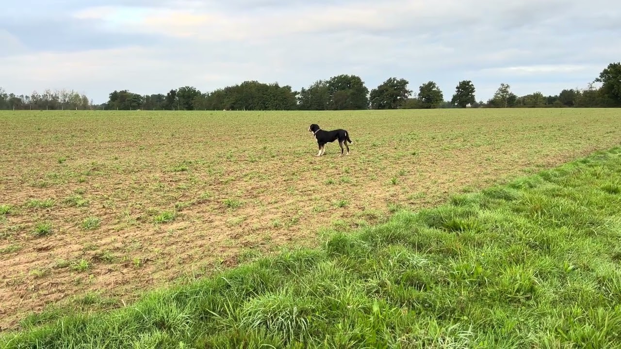Grosser Schweizer Sennenhund/Grand Bouvier Suisse/Geniesst die Weite