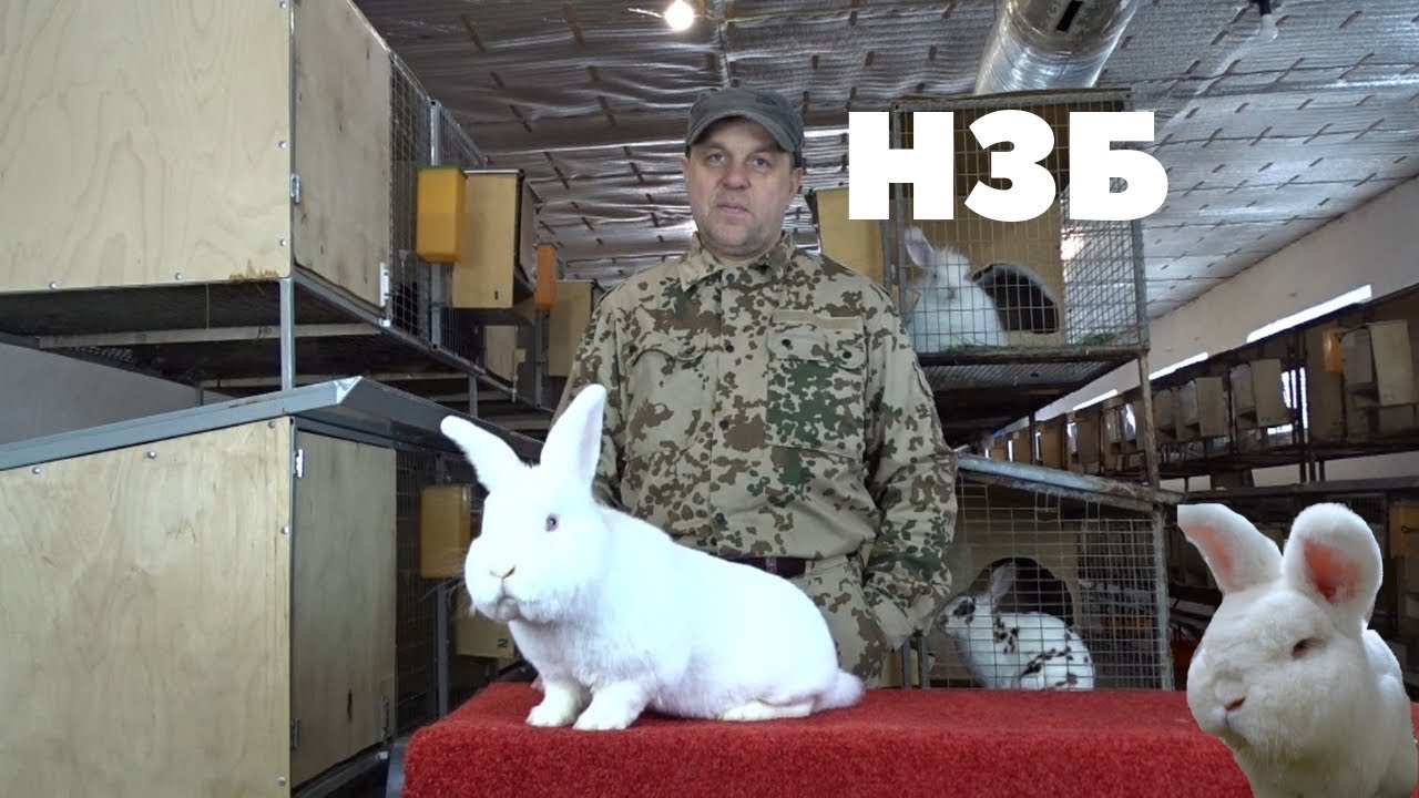 Новозеландский белый кролик/Описание породы