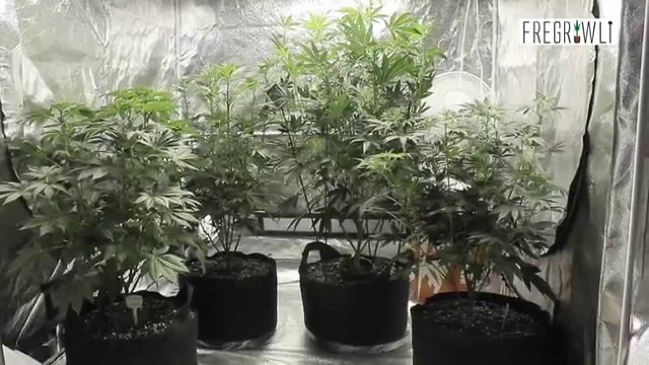 Week 1 Flower Update   Kosher Tangie + G13 Labs Strains