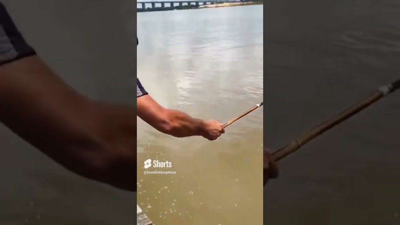 Pescando mojarras SIN CARNADA! CAP I #pesca #mojarras #pescador #pescando #rioparana #fishing