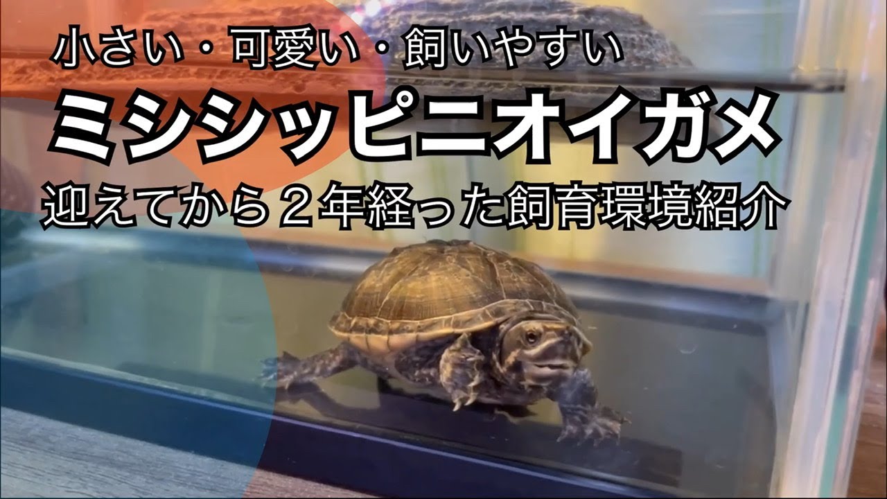 ミシシッピニオイガメの飼育方法　小さくて、飼いやすくて、超可愛い！初心者必見です！