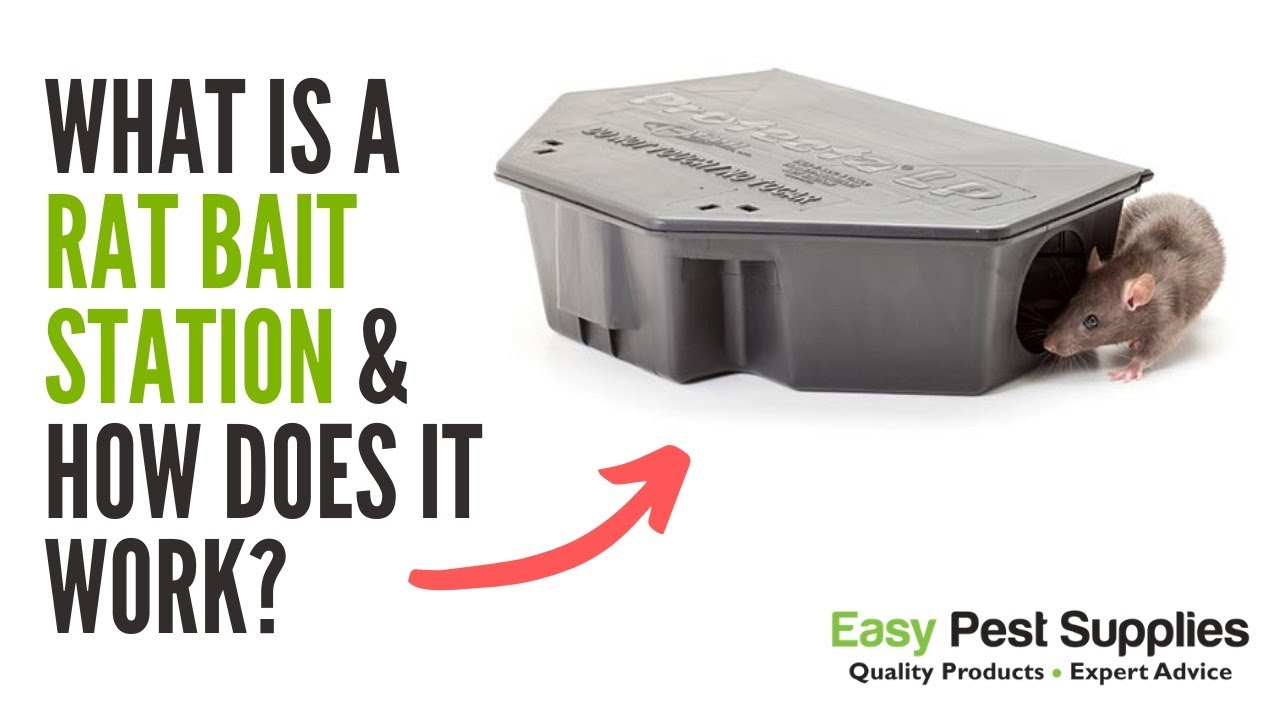 What is a Rat Bait Station & How Does it Work?