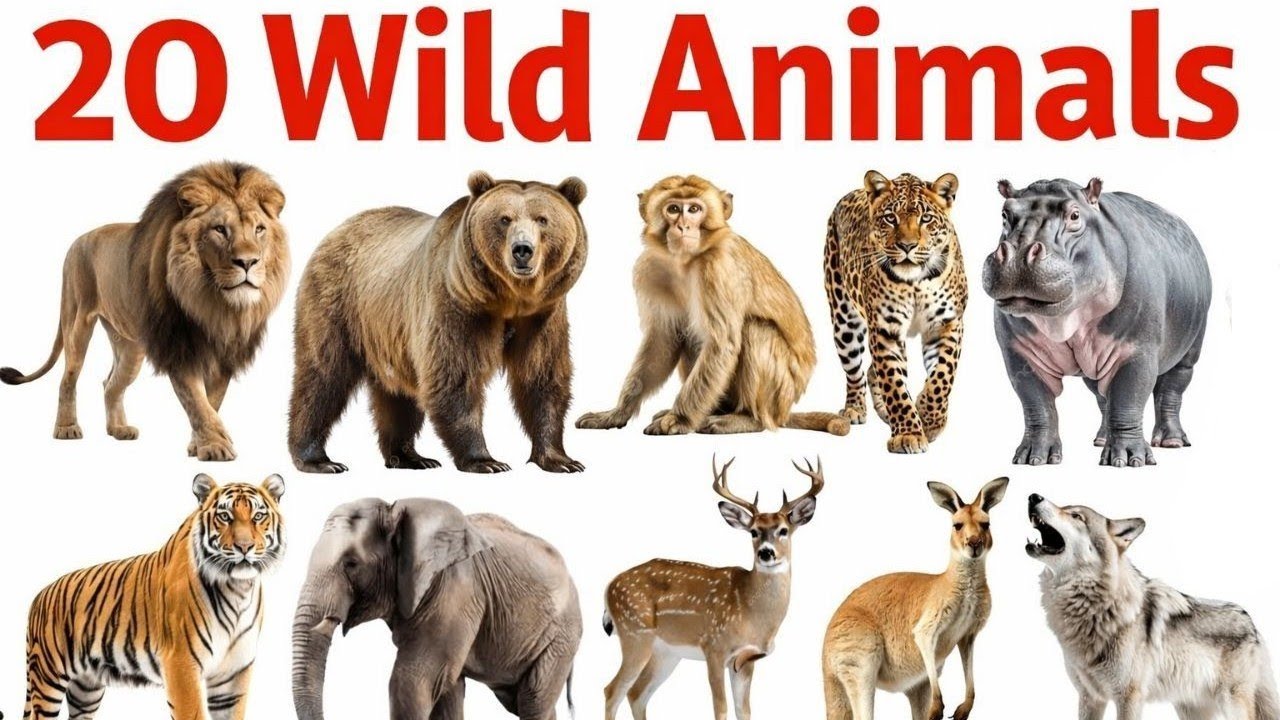 20 जानवरों के नाम || English and Hindi| Learn 20 Wild Animals Names in English Kids Learning Video 