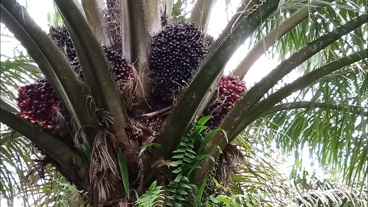 panen di sini buahnya babon2
