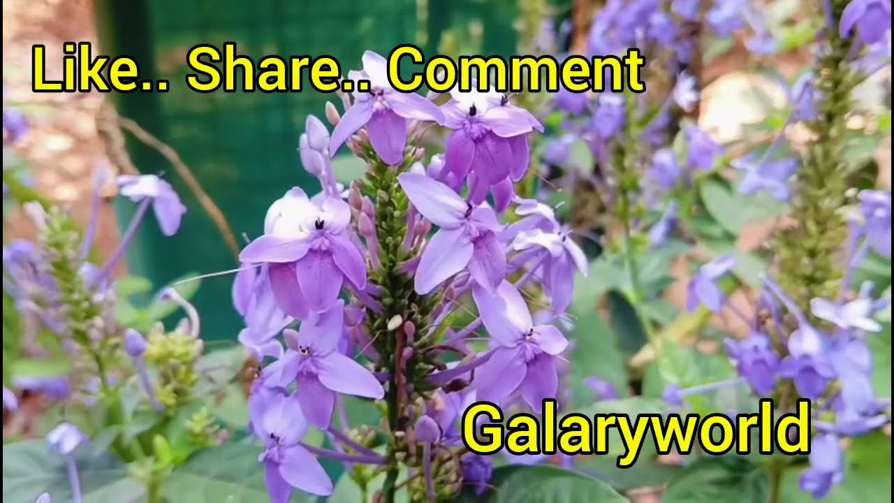 ശാരദമ്മ പ്രാർത്ഥിച്ച അത്ഭുതം സംഭവിക്കുംമോ..? .... || Episode 1409 || || 26-02-2026 || 