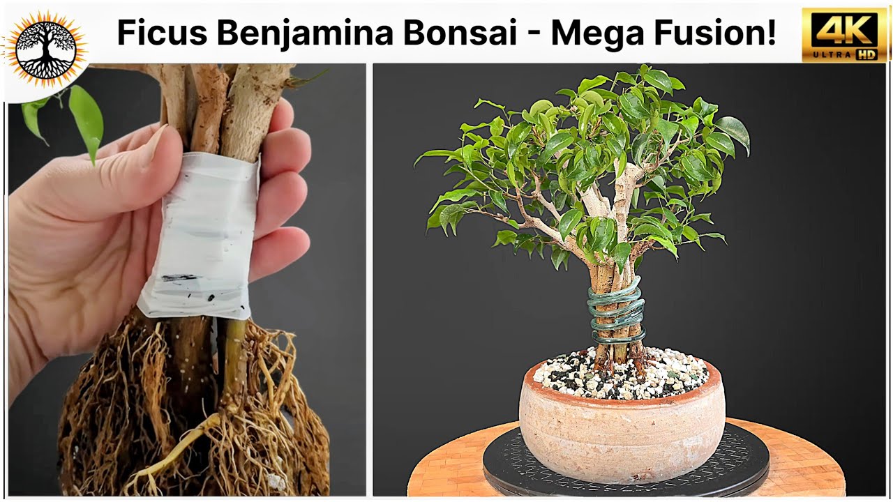Ficus Benjamina Bonsai - Mega Fusion!