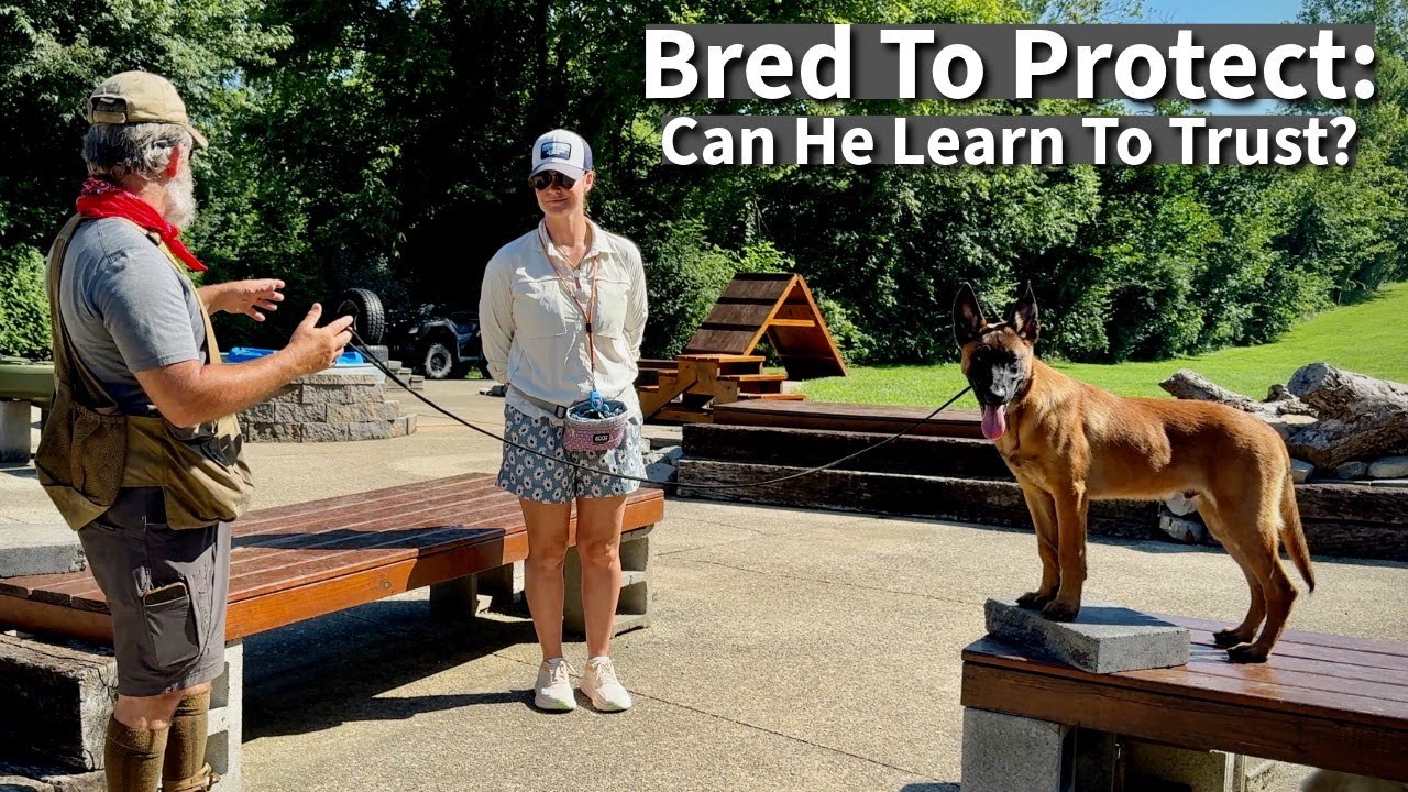 Critical Socialization Lesson for All Protection Dog Breeds