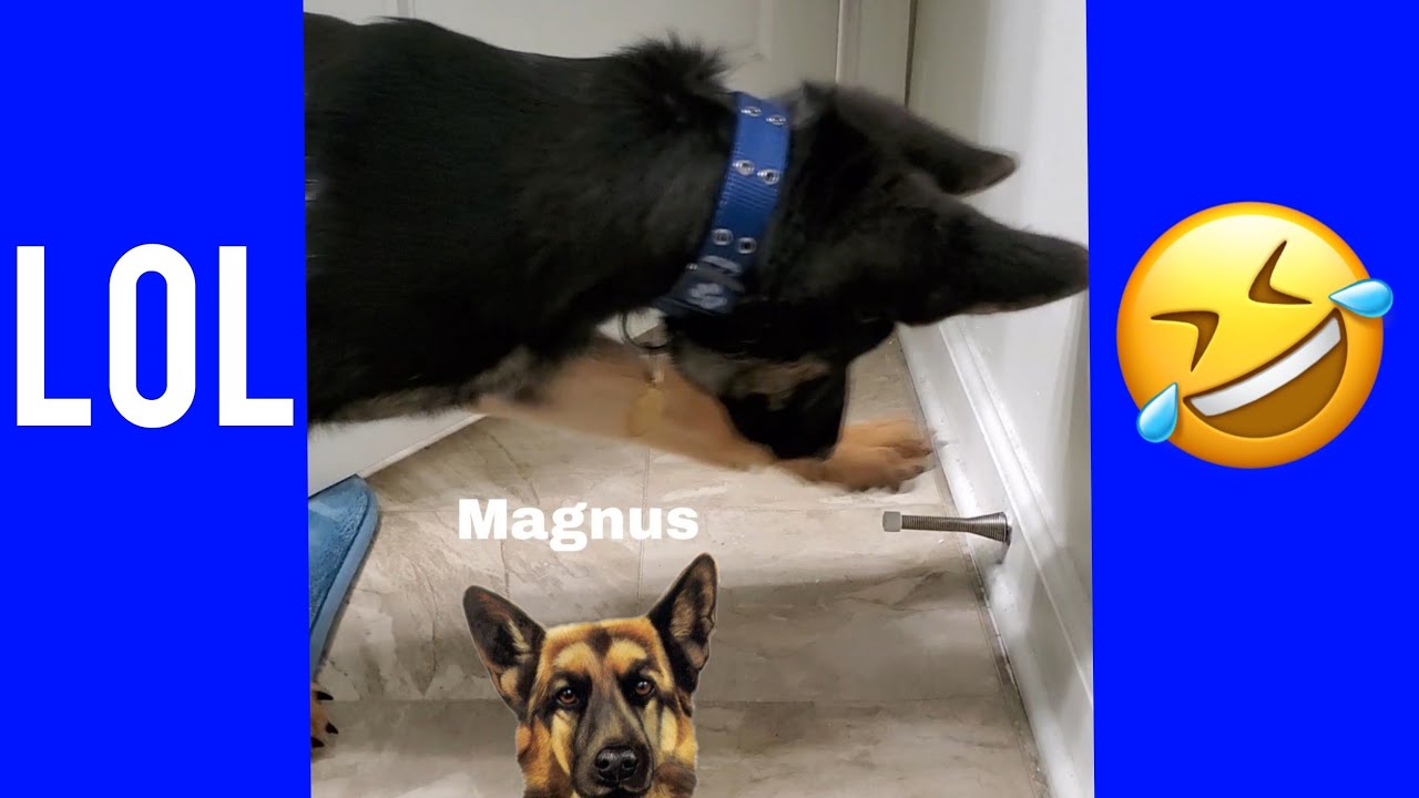 GERMAN SHEPHERD PUPPY VS DOOR STOPPER