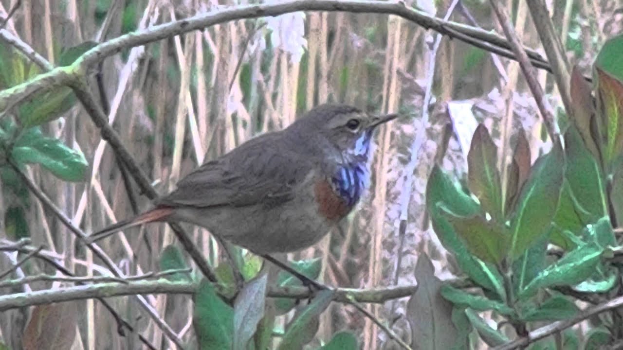 Blauwborst - Bluethroat - Luscinia svecica