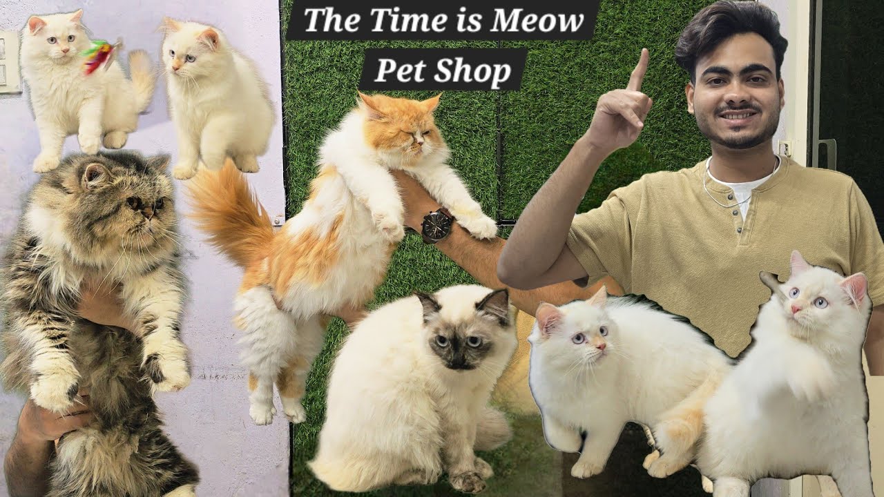 The Time is Meow Pet shop in Hyderabad | doll face Persian calico kittens & punch face Cat available