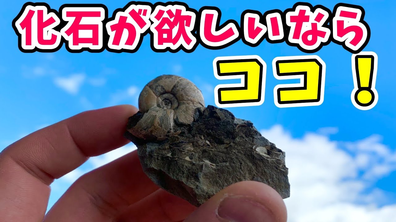 【伊豆アンモナイト博物館】🦕アンモナイトならここに行け！（鉱石系Vtuber）＃化石 ＃鉱石 ＃恐竜 ＃宝石 ＃博物館 ＃Vtuber