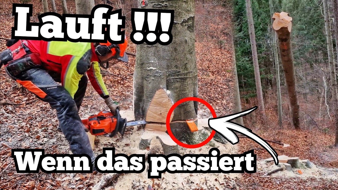 Buchenfällung geht schief! - Richtig und doch wieder falsch !!!