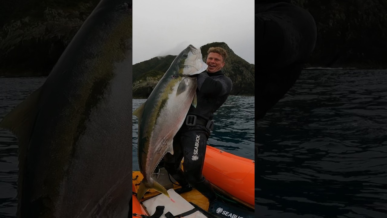 MASSIVE Yellowtail Kingfish on Speargun Freediving! #spearfishing #fishing #freediving