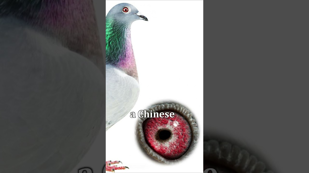 The most expensive pigeon. #shorts #pigeon
