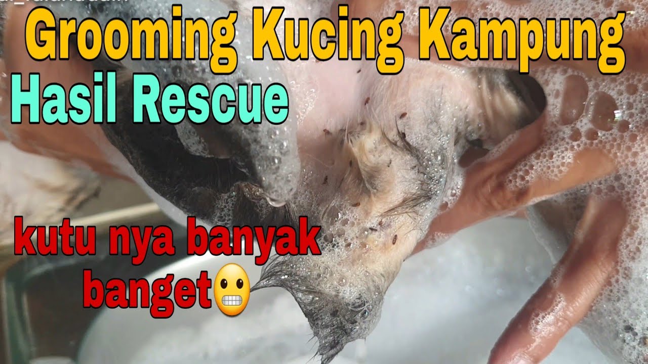 Grooming kucing kampung kutuan , kutunya banyak banget hasil Rescue