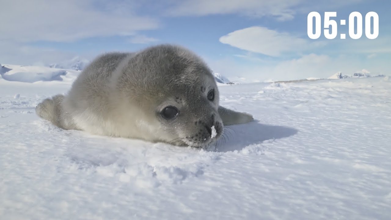 5 Minute Timer With Music | Relaxing | Cute Baby Animals 4K