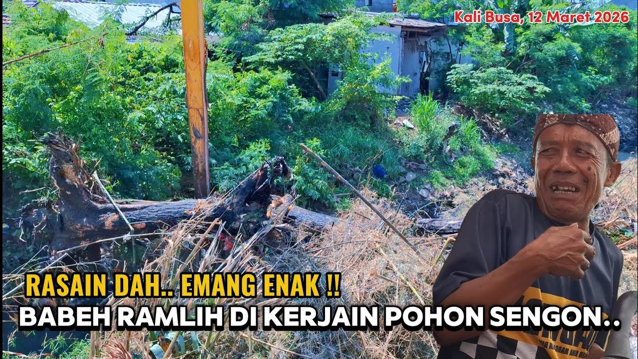 BABEH RAMLIH DI KERJAIN POHON SENGON ‼️ KALI BUSAH SAMPE JADI TERANG BENDERANG ‼️