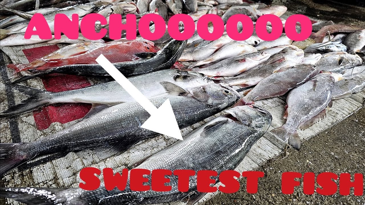 Sweetest Fish in Trinidad | Ancho Hunt | Gulf of Paria Fishing - timothyramai