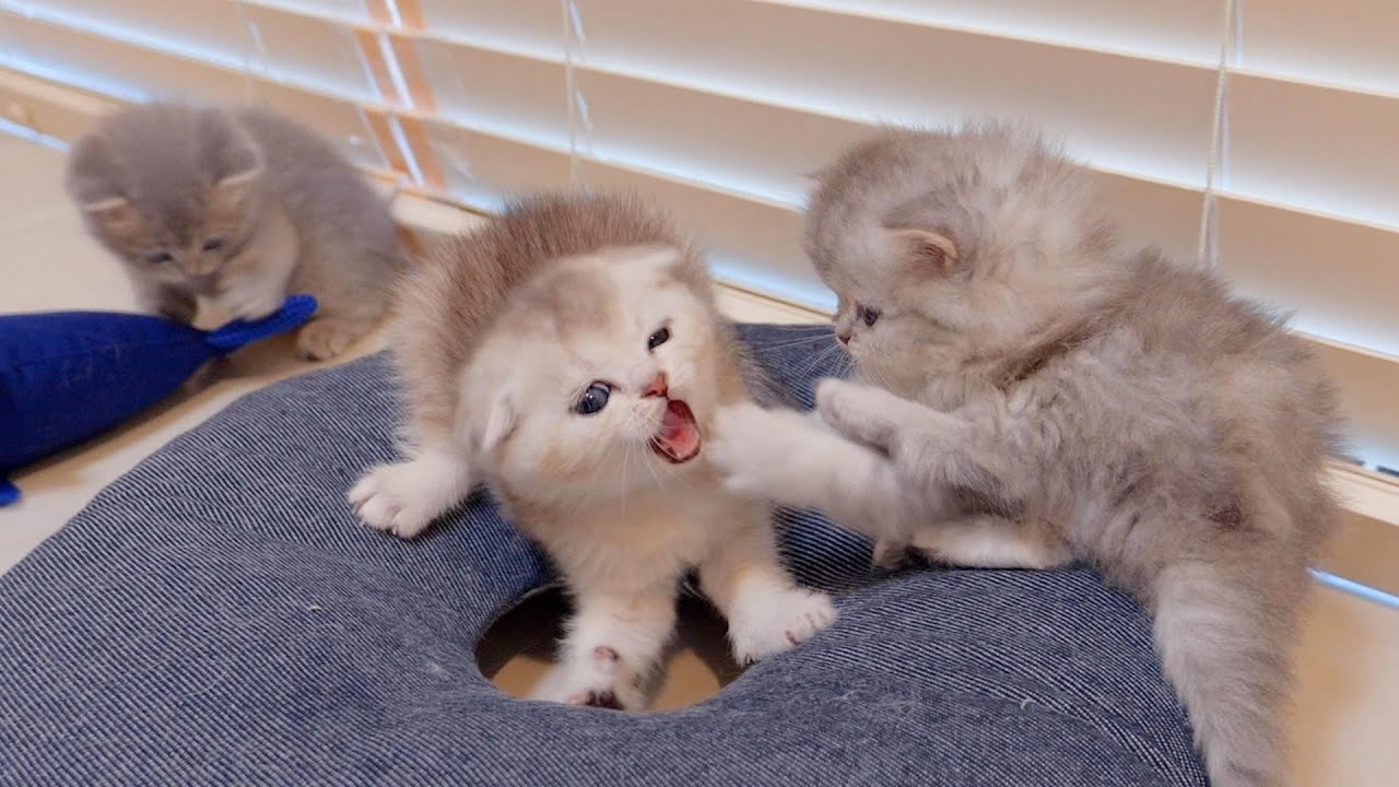 The kitten who was fighting and succeeded in the toilet for the first time is cute.