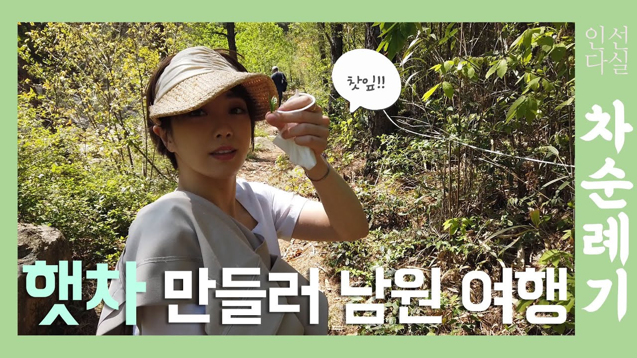 [인선다실]남원 매월당 햇차 만들기- 차나무숲 랜선여행해요