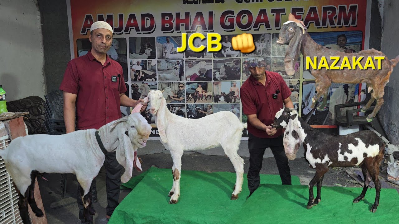 Amjad Bhai Goat Farm Hyderabadi Breedline Goats Top Quality Collection Available in hyderabad
