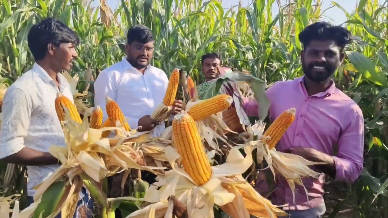 Indus valley seeds Indus40 9989123255