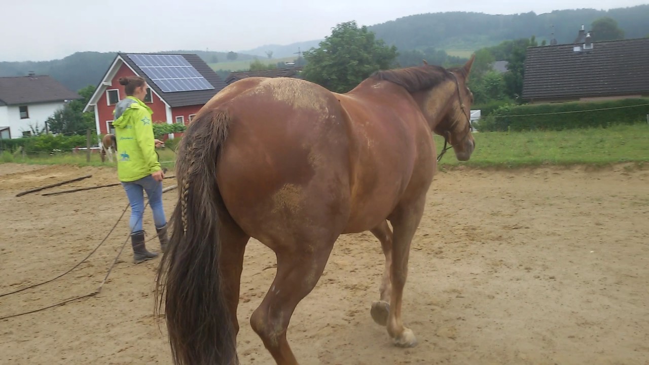 3/4 Stangen-W in allen Gangarten: Trainingsaufbau mit punktgenauen Auffußen
