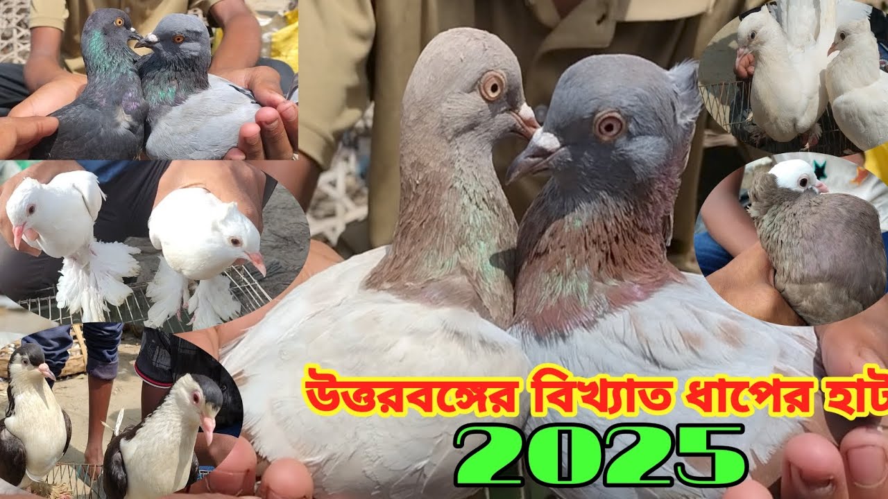 কবুতরের দাম দর-২০২৫||ঐতিহ্যবাহী ধাপের হাট বগুড়া||Pegion price bd-2025||